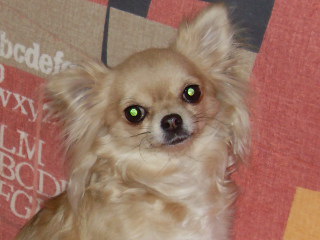 Didi El linde del bosque